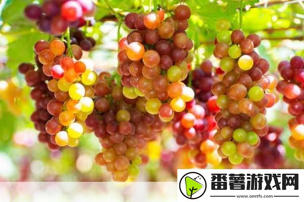 红酒装不下了1v2的678棋牌的解决方案