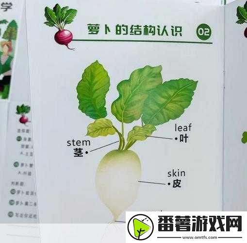 拔萝卜