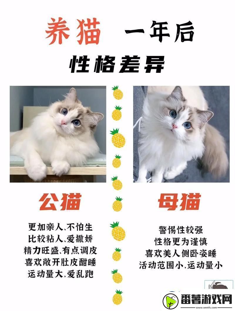 猫界翘楚大对决