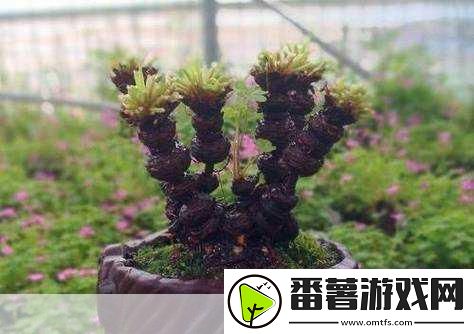三叶草gw4441
