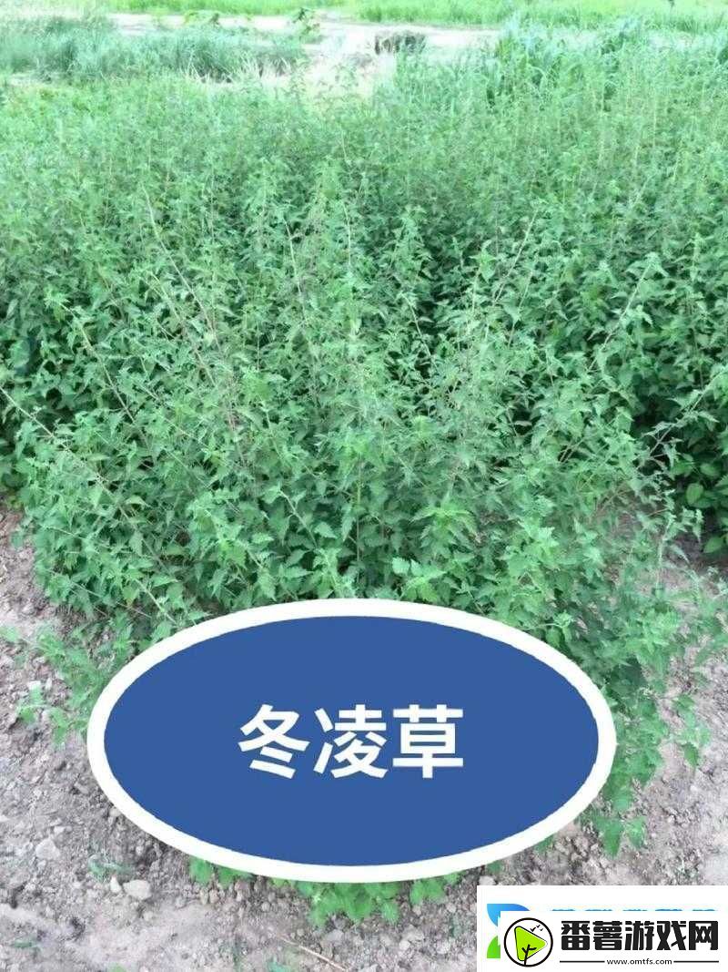 一号嫩叶草和二号嫩叶草的区别：全面解析二者差异所在