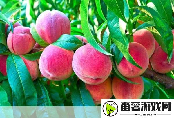 奇异|水蜜桃香蕉含羞草