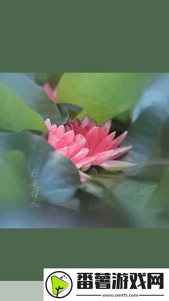 女性半夜莲花开的意思
