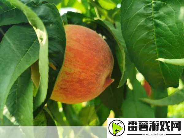 熟透的水蜜桃非常甜改为比喻句